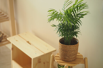 Indoor plant on wooden stool in minimalist decor