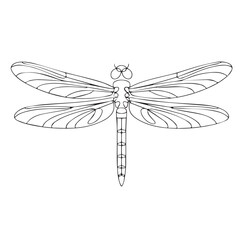 Continuous line of a dragonfly .Single one line art of wild dragonfly , One continuous line illustration of an dragonfly isolated on white background.