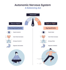 Naklejka na ściany i meble Autonomic nervous system balance is shown with a gauge, calm and active figures, and organ icons to illustrate rest vs, transparent background. stress. Doodle style diagram