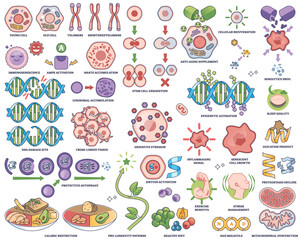 Cellular aging and senescence illustrated with telomeres, DNA, and mitochondria as key objects, showing biological aging processes, transparent background. Outline style collection
