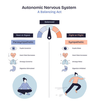 Autonomic nervous system balance is shown with a gauge, calm and active figures, and organ icons to illustrate rest vs, transparent background. stress. Doodle style diagram