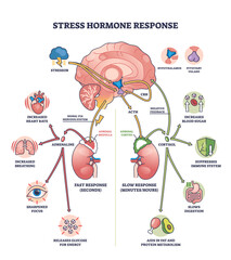 Stress hormone response shows brain, adrenal glands, and hormones in a clear outline diagram, transparent background.