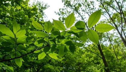 Obraz premium Lush green leaves of a branch reach toward the bright sunlight filtering through the forest canopy.