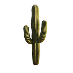 Isolated Cactus Illustration With Transparent Background Green Texture