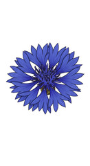 Isolated Cornflower Blossom on Black Background Photo