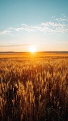 Obraz premium Golden Wheat Field During Sunrise With Blue Sky and Scattered Clouds Showing the Beauty of Nature at Dawn