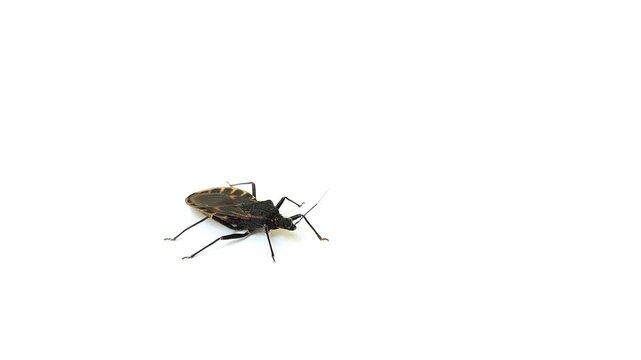 Kissing bug (Triatominae) on a white background. This animal is often associated with Chagas disease.