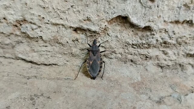 Kissing bugs (Triatominae). These insects are often associated with Chagas disease.