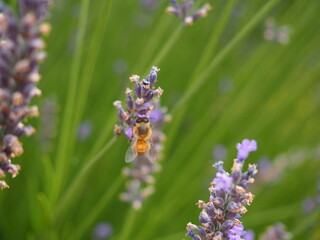 Lavender Field