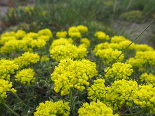 Yellow Wildflowers in front of the Mountain