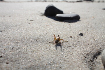 Grashüpfer am Strand