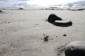 lost grasshopper
