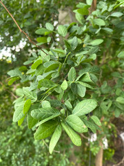 Obraz premium green manila tamarind plants in the garden