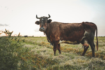 Brown cow with horns standing on a rural field, looking directly at camera under clear blue sky