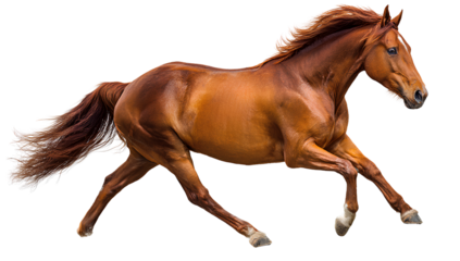  beautiful brown horse running, side view, transparent background, png sticker format, high resolution. 