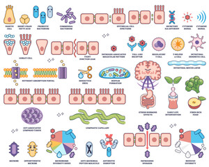 Human microbiome worksheet collection shows gut bacteria, epithelial cells, and immune functions in an educational outline style, transparent background. Outline style collection