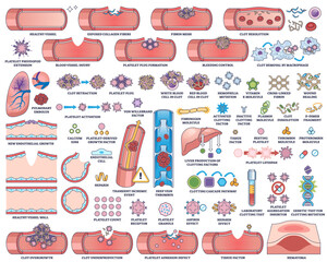 Blood clotting and hemostasis illustrated with blood vessels, platelets, and clotting factors in a clear outline style, transparent background. Outline style collection © VectorMine