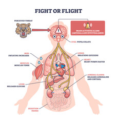 Fight or flight response shows how the body reacts to threats, key objects, brain, heart, tiger, transparent background. © VectorMine