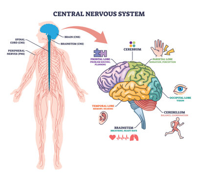 Central nervous system overview showing human outline, brain, and spinal cord with labeled brain regions, transparent background.