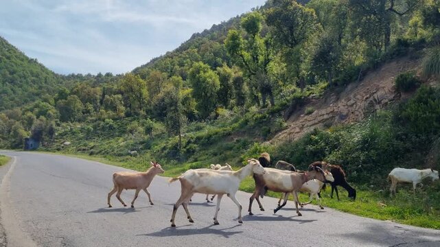 Free-roaming goats cross a mountain road in Algeria&rsquo;s Kabylie region, showcasing traditional livestock and rural life under a sunny spring sky in North Africa