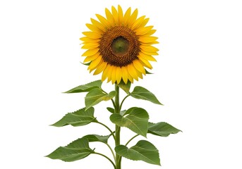 Fototapeta premium Sunflower Plant on White Background