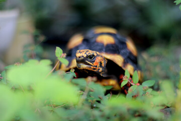 Cute small baby Red-foot Tortoise in the nature,The red-footed tortoise (Chelonoidis carbonarius) is a species of tortoise from northern South America