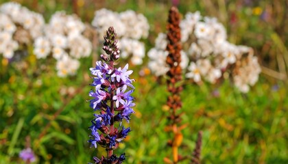 Obraz premium Close-up of a vibrant purple and lavender flower cluster, standing tall amidst a field of other wildflowers.