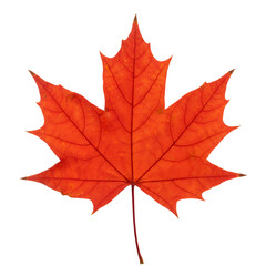 Isolated Realistic Red Autumn Leaf on Transparent Background