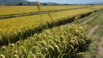 cinematic 4k drone aerial of golden rice fields swaying gently summer wind ripening crops glowing under sunlight symbolic imagery of harvest season abundance agricultural traditions of rural life