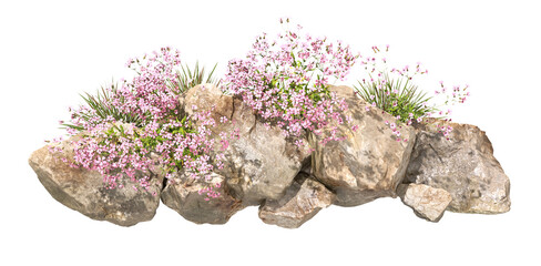 Topview flowery gardening wildflower nature rocks cutout on transparent backgrounds 3d illustrations png