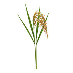 Golden rice stalk with green leaves isolated on transparent background