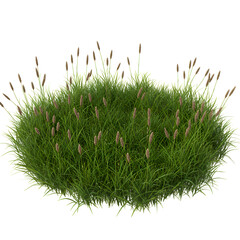 Photo of a Lush Green Bush with Brown Spikes on White Background
