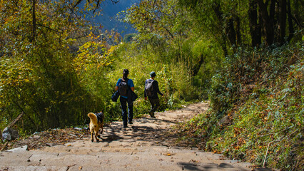 Hikers hiking on jungle trail with a dog on sunny day. Green forest on both side of trekking path.