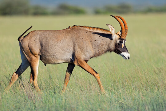 A rare roan antelope (Hippotragus equinus) in open grassland, Mokala National Park, South Africa