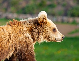 Close-up profile of a young brown bear in a field