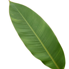 Photo of a Single Green Leaf with Textured Surface Isolated on White Background