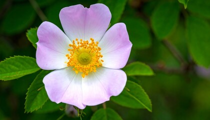 Fototapeta premium Close-up of a delicate wild rose blossom with pale pink petals and a vibrant yellow center, set against a blurred background of lush green foliage.