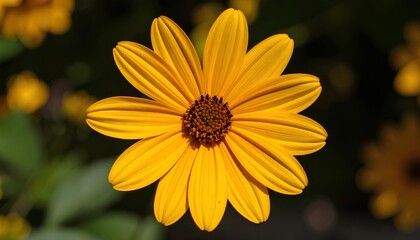 Obraz premium closeup yellow daisy flower in the garden