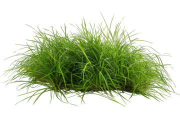 A clump of green grass isolated on a transparent background