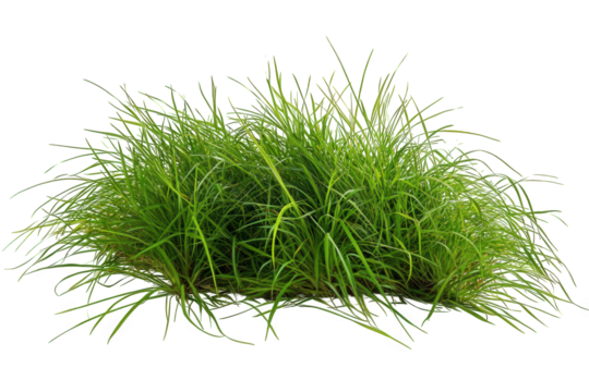 A clump of green grass isolated on a transparent background