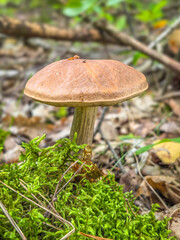 Edible wild mushrooms from the forest.