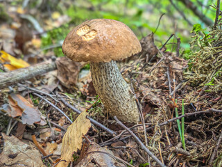 Edible wild mushrooms from the forest.