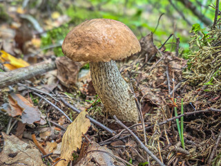 Edible wild mushrooms from the forest.