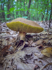 Fototapeta premium Edible wild mushrooms from the forest.
