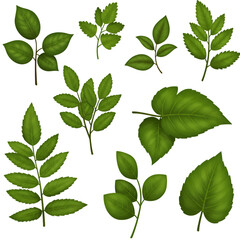 Isolated Green Leaves on Transparent Background a Detailed Illustration