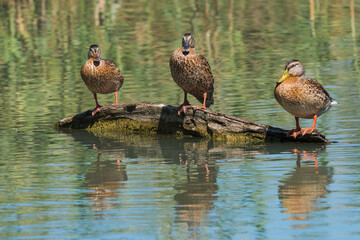 Three Female Ducks Resting on a Fallen Branch on a Beautiful Summer Morning in the Danube Delta