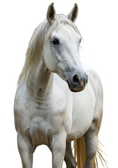 Obraz premium Isolated Photo Of A White Horse With Graceful Head Facing Right