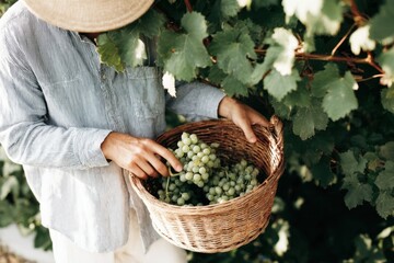A vineyard worker wearing a flat cap picks green grapes and places them in a woven basket. The lush grapevines surround him under clear skies, highlighting the harvest season