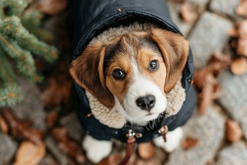 A beagle puppy dressed in a cozy coat looks up curiously on a cool day. Surrounding it are scattered autumn leaves, highlighting the seasonal ambiance