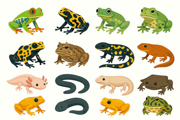 Obraz premium Colorful frogs and salamanders collection in various poses